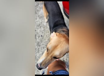Lila (2) wünscht sich eine Familie