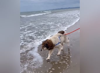 Drago (8/9) sucht ein gemütliches Plätzchen