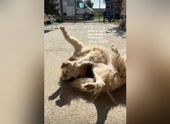 Yoshi (9) sucht einen ruhigen Platz