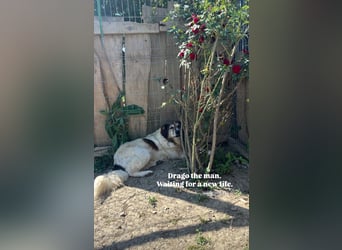 Drago (8/9) sucht ein gemütliches Plätzchen
