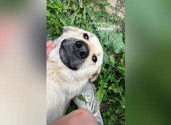 Tommy (3) unsere tiefenentspannte Seele
