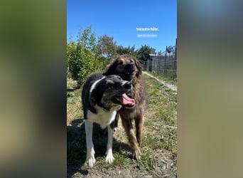 Mojo (3) wartet auf ein Zuhause