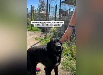 Nero (4) wartet schon so lange....
