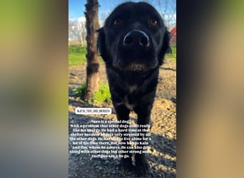 Nero (4) wartet schon so lange....