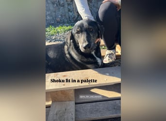 Der ruhige Shoku (3) sucht ein Zuhause