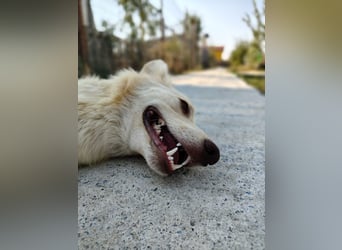 Biggi (2) unser dreibeiniger Sonnenschein
