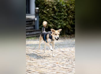 Sunny (4) sucht ein Zuhause
