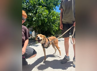 Milly (3) unsere dreibeinige Kämpferin sucht ein Zuhause