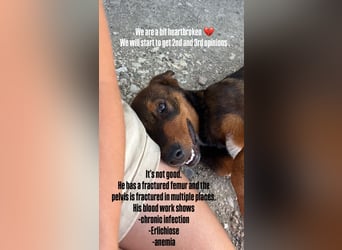 Rio (7 Monate) hat schon so viel durchgemacht