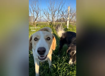 Cleo (2) ist bereit für ein Zuhause