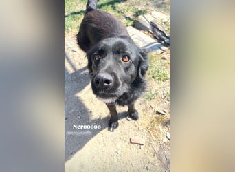 Nero (4) wartet schon so lange....