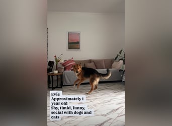 Evie (1-2) unsere scheue Schönheit