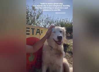 Yoshi (9) sucht einen ruhigen Platz