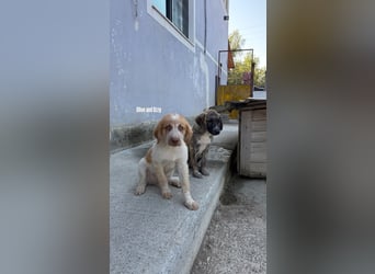 Olive (5 Monate) braucht ein schönes Plätzchen