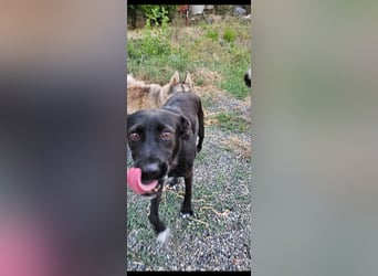 Bellissima eine wahre black beauty