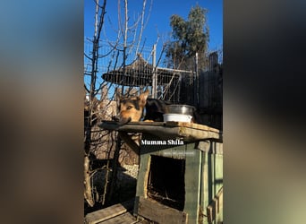 Shila (5) sucht nach einem liebevollen Zuhause