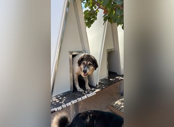Drago (8/9) sucht ein gemütliches Plätzchen