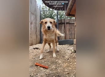 Axel (4) sucht ein sicheres Zuhause