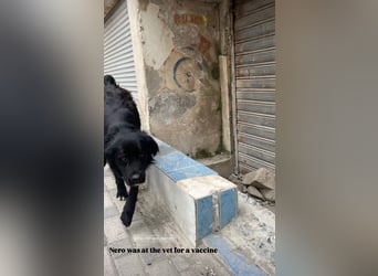 Nero (4) wartet schon so lange....
