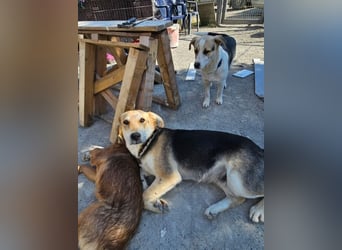 Sunny (4) sucht ein Zuhause