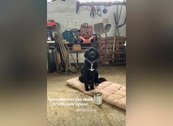 Nero (4) wartet schon so lange....