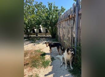Pepper (2) ist eine wunderschöne junge Hündin - bereit für ein Zuhause
