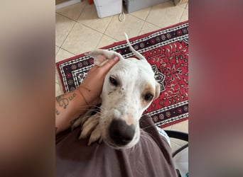 Murphy (3) sucht Ihr Happy End