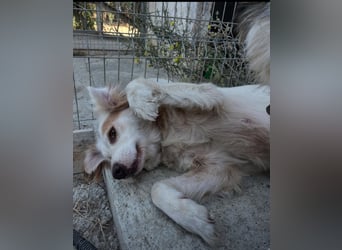 Yoshi (9) sucht einen ruhigen Platz