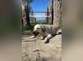 Tommy (3) unsere tiefenentspannte Seele