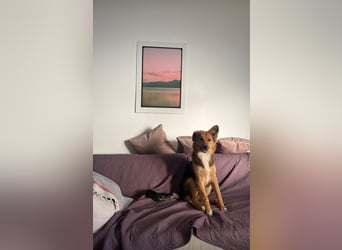 Evie (1-2) unsere scheue Schönheit
