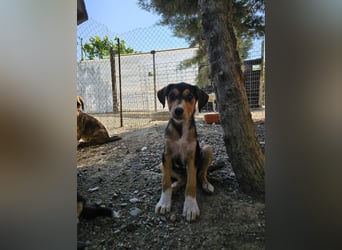 Pepper (2) ist eine wunderschöne junge Hündin - bereit für ein Zuhause
