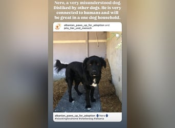 Nero (4) wartet schon so lange....