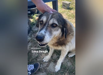 Drago (8/9) sucht ein gemütliches Plätzchen