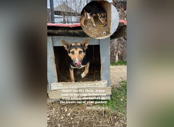 Shila (5) sucht nach einem liebevollen Zuhause