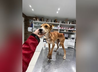 Milly (3) unsere dreibeinige Kämpferin sucht ein Zuhause