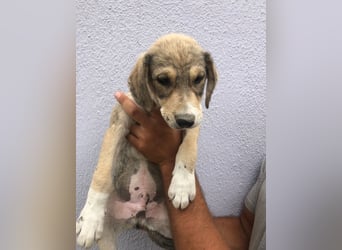 Alfonzo (3) sucht seine Familie