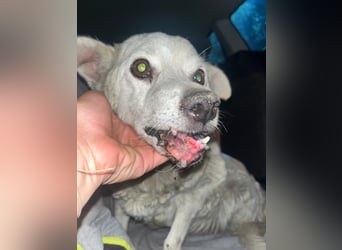 Josie (8) sucht einen Platz zum Entspannen