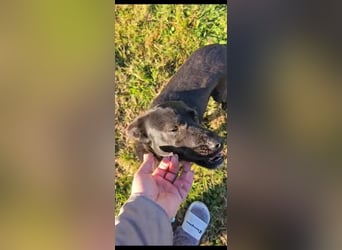 Bellissima eine wahre black beauty