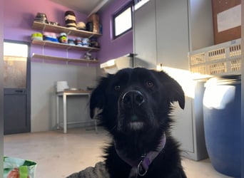 Nero (4) wartet schon so lange....