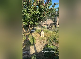 Tommy (3) unsere tiefenentspannte Seele