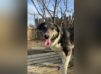 Mojo (3) wartet auf ein Zuhause