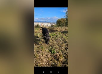 Bellissima eine wahre black beauty