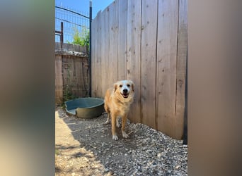 Axel (4) sucht ein sicheres Zuhause