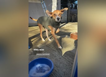 Milly (3) unsere dreibeinige Kämpferin sucht ein Zuhause