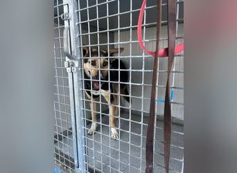 Shila (5) sucht nach einem liebevollen Zuhause