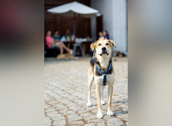 Sunny (4) sucht ein Zuhause