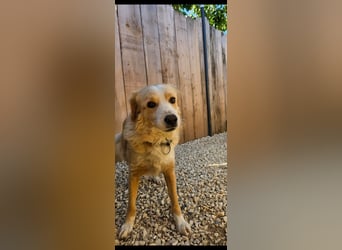 Axel (4) sucht ein sicheres Zuhause