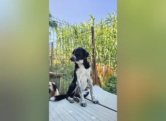 Kira (1) sucht ein Zuhause