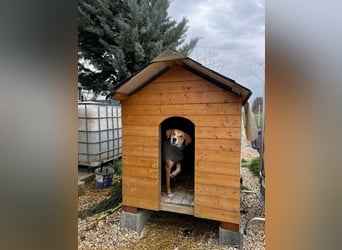 Milly (3) unsere dreibeinige Kämpferin sucht ein Zuhause