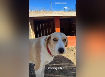 Cleo (2) ist bereit für ein Zuhause